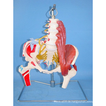 Menschliche Lendenwirbelsäule Nerven und Artery Medical Skeleton Model (R020805)